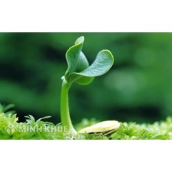 Thủ tục đăng ký bảo hộ giống cây trồng tại Việt Nam theo luật SHTT?
