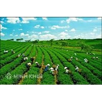 Bảo hiểm nông nghiệp là gì? Phát triển bảo hiểm nông nghiệp trên thế giới và kinh nghiệm cho Việt Nam