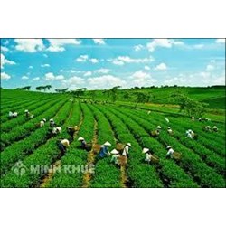 Bảo hiểm nông nghiệp là gì? Phát triển bảo hiểm nông nghiệp trên thế giới và kinh nghiệm cho Việt Nam