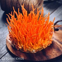 Kinh doanh đông trùng hạ thảo có hợp pháp không?