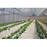 Doanh nghiệp nông nghiệp ứng dụng công nghệ cao là gì? Tiêu chí xác định doanh nghiệp nông nghiệp ứng dụng công nghệ cao
