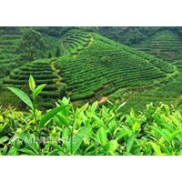 Quy định về bồi thường đất ở tỉnh Kiên