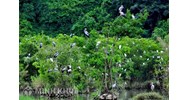 Khu bảo tồn thiên nhiên là gì? Quy định pháp luật về khu bảo tồn thiên nhiên