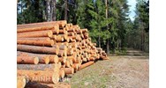 Mua bán trái phép lâm sản bị xử lý như thế nào?