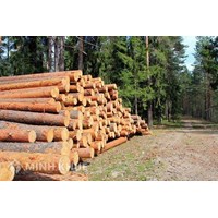 Mua bán trái phép lâm sản bị xử lý như thế nào?