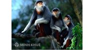 Mua bán trái phép động vật rừng bị xử lý như thế nào?