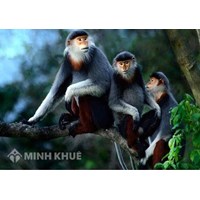 Mua bán trái phép động vật rừng bị xử lý như thế nào?