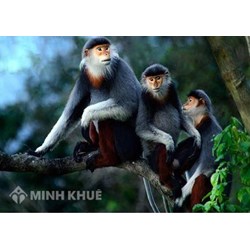 Mua bán trái phép động vật rừng bị xử lý như thế nào?