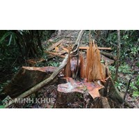 Chặt phá rừng lấy gỗ sẽ bị xử lý như thế nào?