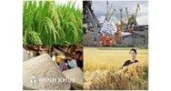 Điều kiện đăng ký kinh doanh xuất khẩu gạo theo quy định pháp luật hiện hành.