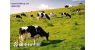 Chăn nuôi trang trại là gì ? Điều kiện kinh doanh chăn nuôi trang trại