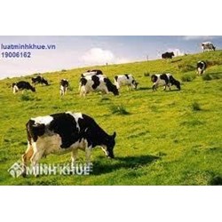 Chăn nuôi trang trại là gì ? Điều kiện kinh doanh chăn nuôi trang trại