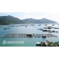 Điều kiện tàu cá hoạt động khai thác thủy sản ngoài vùng biển Việt Nam theo quy định mới nhất hiện nay