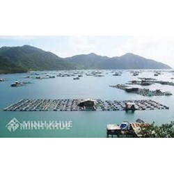 Điều kiện tàu cá hoạt động khai thác thủy sản ngoài vùng biển Việt Nam theo quy định mới nhất hiện nay