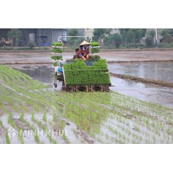 Có những loại hình bảo hiểm nông nghiệp nào?