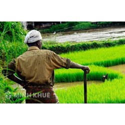 Thế nào là đồng bảo hiểm nông nghiệp? Bảo hiểm nông nghiệp tại một số nước