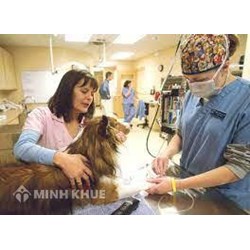 Điều kiện kinh doanh dịch vụ kỹ thuật về thú y theo quy định pháp luật mới nhất hiện nay