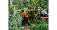 Xử lý hành vi người nước ngoài trồng cây cần sa ở trong nhà tại Việt Nam