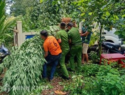 Xử lý vi người nước ngoài trồng cây cần sa trong nhà tại Việt Nam