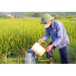 Sản xuất thuốc bảo vệ thực vật cần có điều kiện gì?