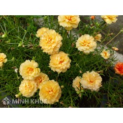 Quyền đối với giống cây trồng trong tư pháp quốc tế