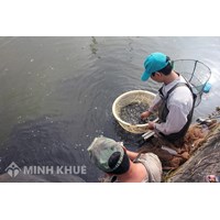 Điều kiện và thủ tục đề nghị cấp Giấy chứng nhận cơ sở đủ điều kiện sản xuất, ương dưỡng giống thủy sản