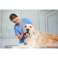 Hành nghề thú y cần có điều kiện gì? Cấp, gia hạn Chứng chỉ hành nghề thú y