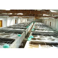 Khảo nghiệm giống thủy sản là gì? Điều kiện và thủ tục khảo nghiệm giống thủy sản