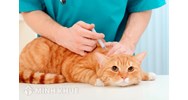 Nhập khẩu thuốc thú y cần những điều kiện gì?