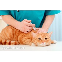 Nhập khẩu thuốc thú y cần những điều kiện gì?