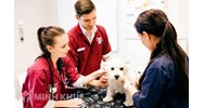 Giấy chứng nhận lưu hành thuốc thú y bị thu hồi trong các trường hợp nào?