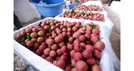 Điều kiện và thủ tục cấp Giấy chứng nhận hành nghề xử lý vật thể thuộc diện kiểm dịch thực vật