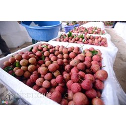 Điều kiện và thủ tục cấp Giấy chứng nhận hành nghề xử lý vật thể thuộc diện kiểm dịch thực vật