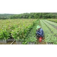  Khảo nghiệm giống cây trồng lâm nghiệp là gì? Điều kiện là cơ sở khảo nghiệm giống cây trồng lâm nghiệp