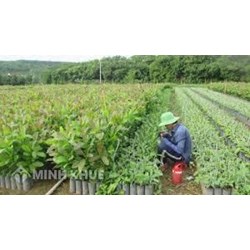  Khảo nghiệm giống cây trồng lâm nghiệp là gì? Điều kiện là cơ sở khảo nghiệm giống cây trồng lâm nghiệp