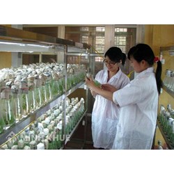 Thủ tục cấp Giấy phép khảo nghiệm thuốc bảo vệ thực vật