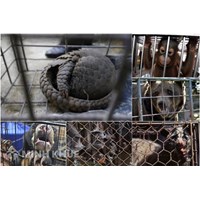 Giấy phép CITES, chứng chỉ CITES là gì? Thủ tục cấp giấy phép CITES