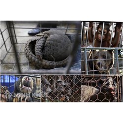 Giấy phép CITES, chứng chỉ CITES là gì? Thủ tục cấp giấy phép CITES