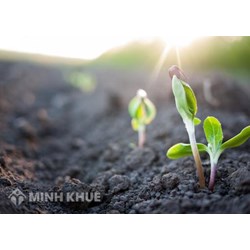 Điều kiện và thủ tục đề nghị cấp Quyết định công nhận lưu hành giống cây trồng