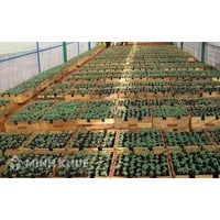 Khảo nghiệm giống cây trồng là gì? Thủ tục cấp quyết định công nhận tổ chức khảo nghiệm giống cây trồng