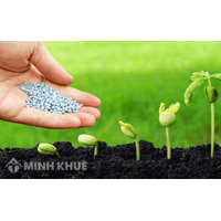 Cây đầu dòng là gì? Thủ tục cấp Quyết định công nhận cây đầu dòng