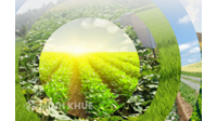 Thủ tục cấp Giấy phép xuất khẩu, nhập khẩu giống cây trồng