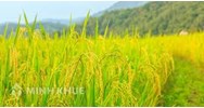 Thủ tục đề nghị chuyển đổi cơ cấu cây trồng trên đất trồng lúa theo quy định mới