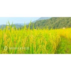 Thủ tục đề nghị chuyển đổi cơ cấu cây trồng trên đất trồng lúa theo quy định mới