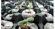 Tìm hiểu thủ tục lưu mẫu giống cây trồng theo quy định pháp luật trồng trọt