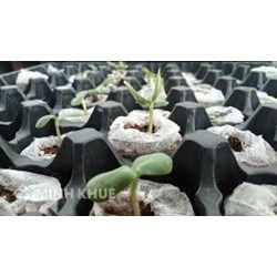 Tìm hiểu thủ tục lưu mẫu giống cây trồng theo quy định pháp luật trồng trọt