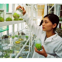 Trình tự, thủ tục cấp Giấy phép khảo nghiệm sinh vật biến đổi gen