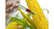 Thủ tục xác nhận sinh vật biến đổi gen đủ điều kiện là thức ăn chăn nuôi