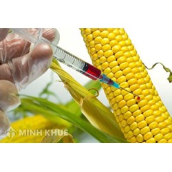 Thủ tục xác nhận sinh vật biến đổi gen đủ điều kiện là thức ăn chăn nuôi