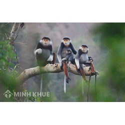 Trình tự, thủ tục trao đổi nguồn gen giống vật nuôi quý, hiếm